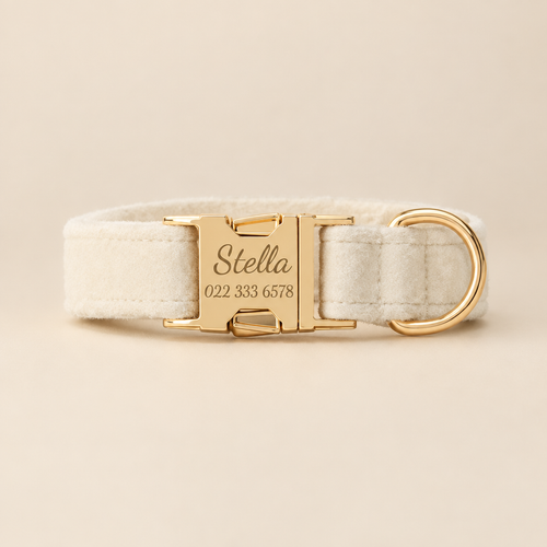 Personalised collar studio image